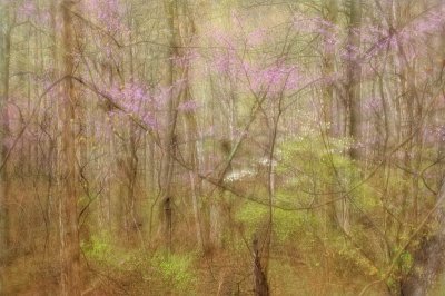 04/22/09 - Painterly Mystical Forest