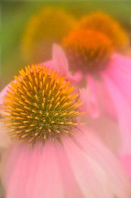 07/07/09 - Coneflower Double Exposure