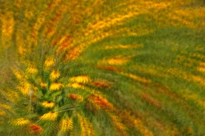 07/11/09 - Swirling Wildflowers