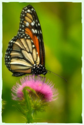 07/17/09 - Monarch & Thistle