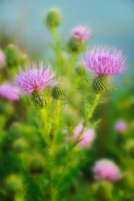 09/08/09 - Thistles