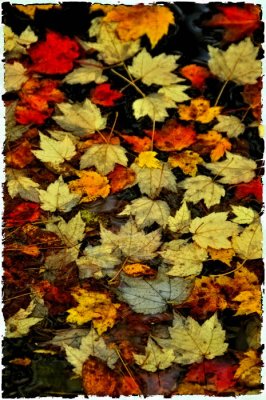 10/06/09 - Autumn Leaves