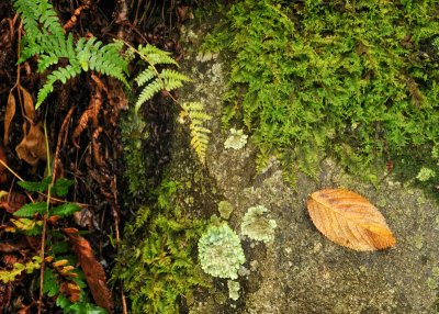 10/19/09 - A leaf, lichen, ferns & moss