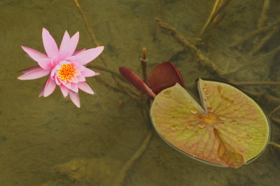07/11/10 - Water Lily