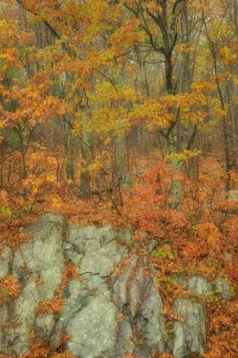 11/06/10 - Blue Ridge Mountain Autumn Tapestry