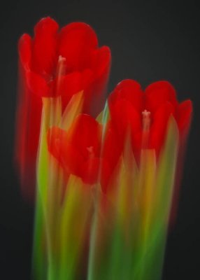 11/08/10 - Painterly Tulips