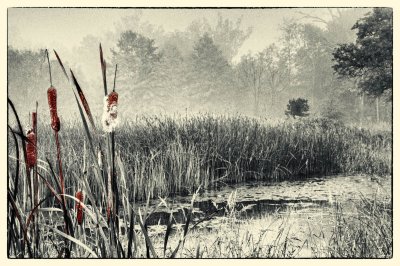 12/28/10 -Misty Wetlands (B&W + Selective Color)