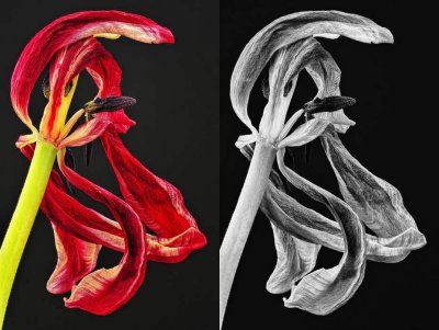 3/8/08 - Tulip Color vs. B&W