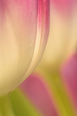 2/08 - Tulips