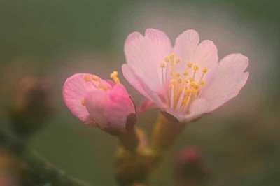 3/11/08 - Cherry Blossom Montage