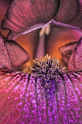 5/14/08 - Bearded Iris Macro