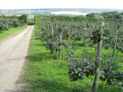 through the orchards