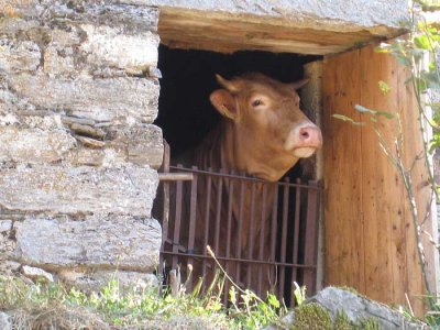 mmmm! beef eh?