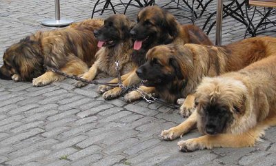 german lion dogs
