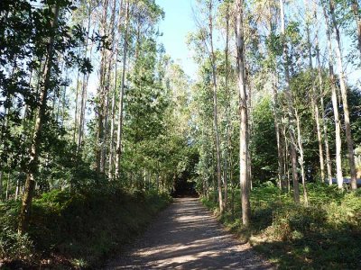 eucalyptus woods