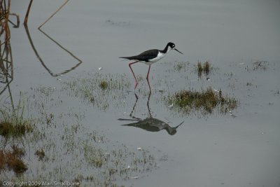 San Joaquin Wildlife Sanctuary