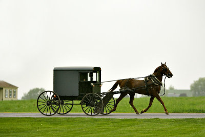 Buggy Ride