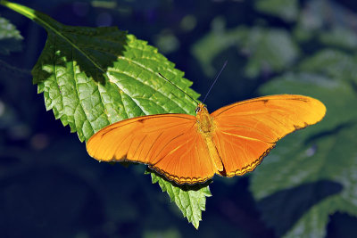 Butterfly Julia