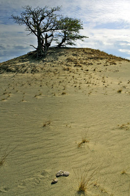 Sand Dunes2