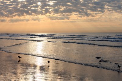 IMG_9826 shorebirds at IOP sunrise.jpg