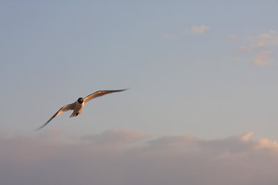 IMG_0435 gull in flight.jpg