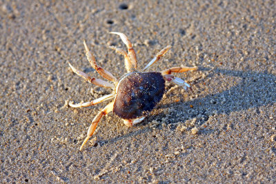 IMG_0478 crab.jpg