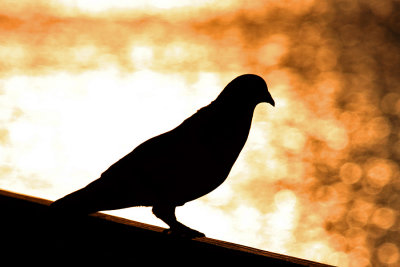IMG_0495 pigeon silhouette.jpg