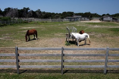 IMG_0631 Ocracoke ponies.jpg