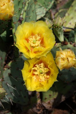 IMG_1531 cactus blooms.jpg