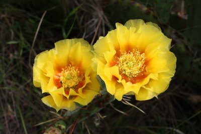 IMG_1629 Pair of blooms.jpg