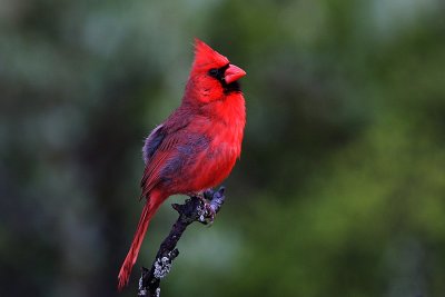 IMG_1738 Cardinal.jpg