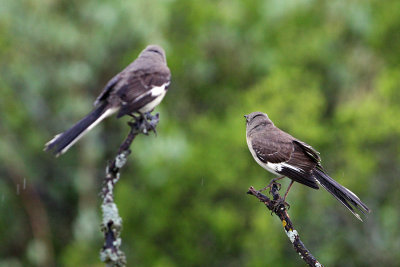 IMG_1751 mockingbirds.jpg