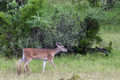 IMG_1765 approaching deer.jpg