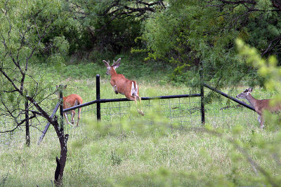 IMG_1821 Leaving the feeder.jpg