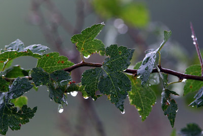 IMG_1855 wet leaves.jpg