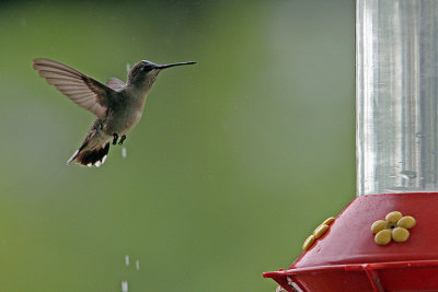 IMG_1937 Hummingbird closeup.jpg