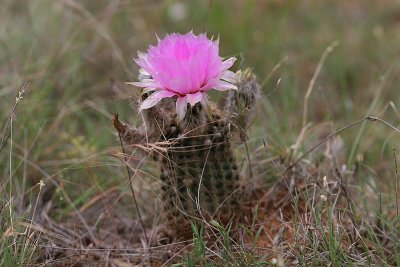 IMG_6542 Barrel cactus bloom.jpg