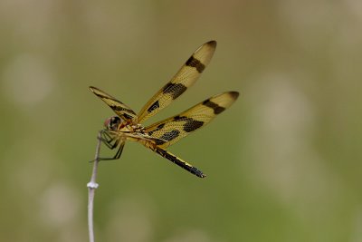 g1/32/486032/3/113062296.FRPlsl3n.jpg