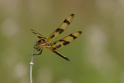 IMG_6587 BCR Dragonfly side view.jpg