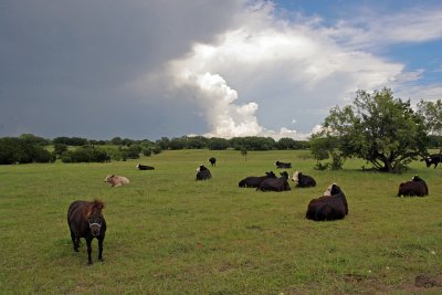 IMG_6732 Miniature horse and friends.jpg