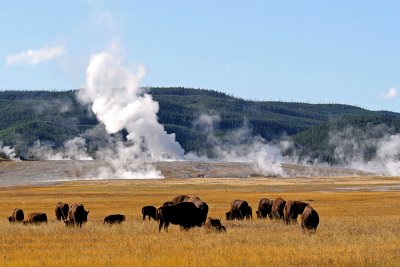 IMG_7613 Buffalo and geysers.jpg