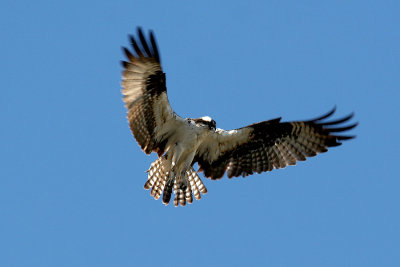 IMG_7735 osprey.jpg