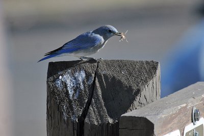 IMG_8155 YNP MHS bluebird.jpg