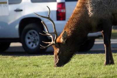 IMG_8523 YNP MHS feeding elk.jpg