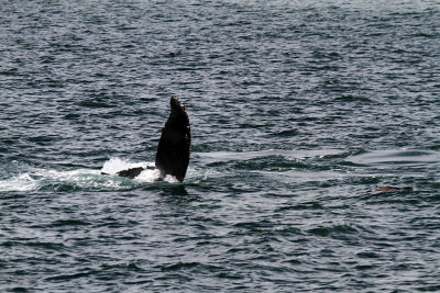 IMG_7972 Whale of a tail.jpg