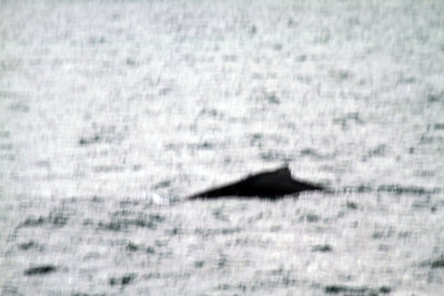 IMG_8141 Alaskan Loch Ness Monster.jpg