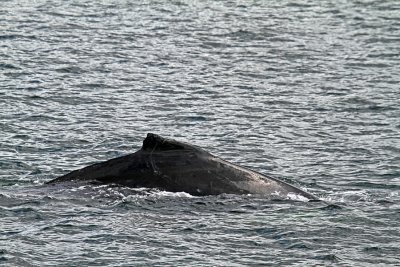 IMG_8210 humpback whale.jpg