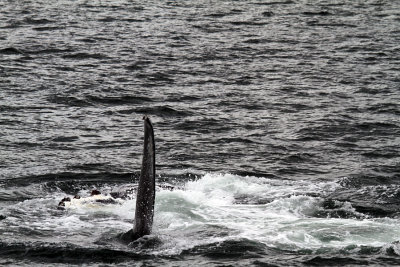 IMG_8253 humpback whale.jpg