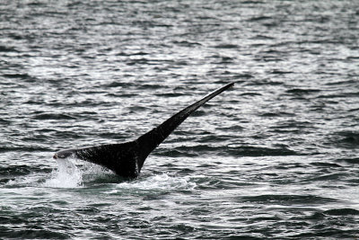 IMG_8308 whales tail.jpg
