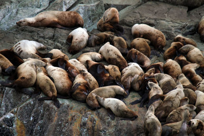 IMG_8418 sleeping sea lions.jpg